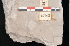 Foto (Detailansicht) von Dictyopteris brongniarti Gutb. (NHMW-GEO-2024-0188-10763)